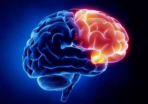 شکل مغز انسان
