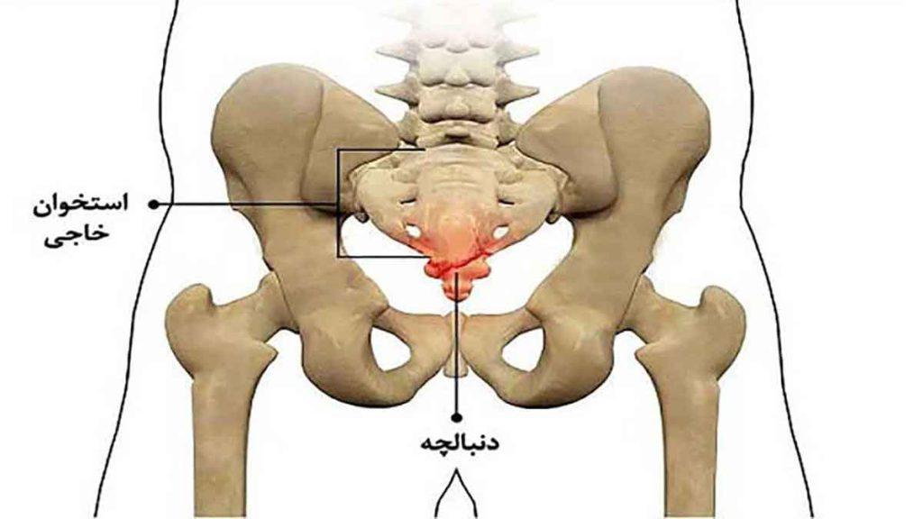 آناتومی لگن ساختمان لگن انسان